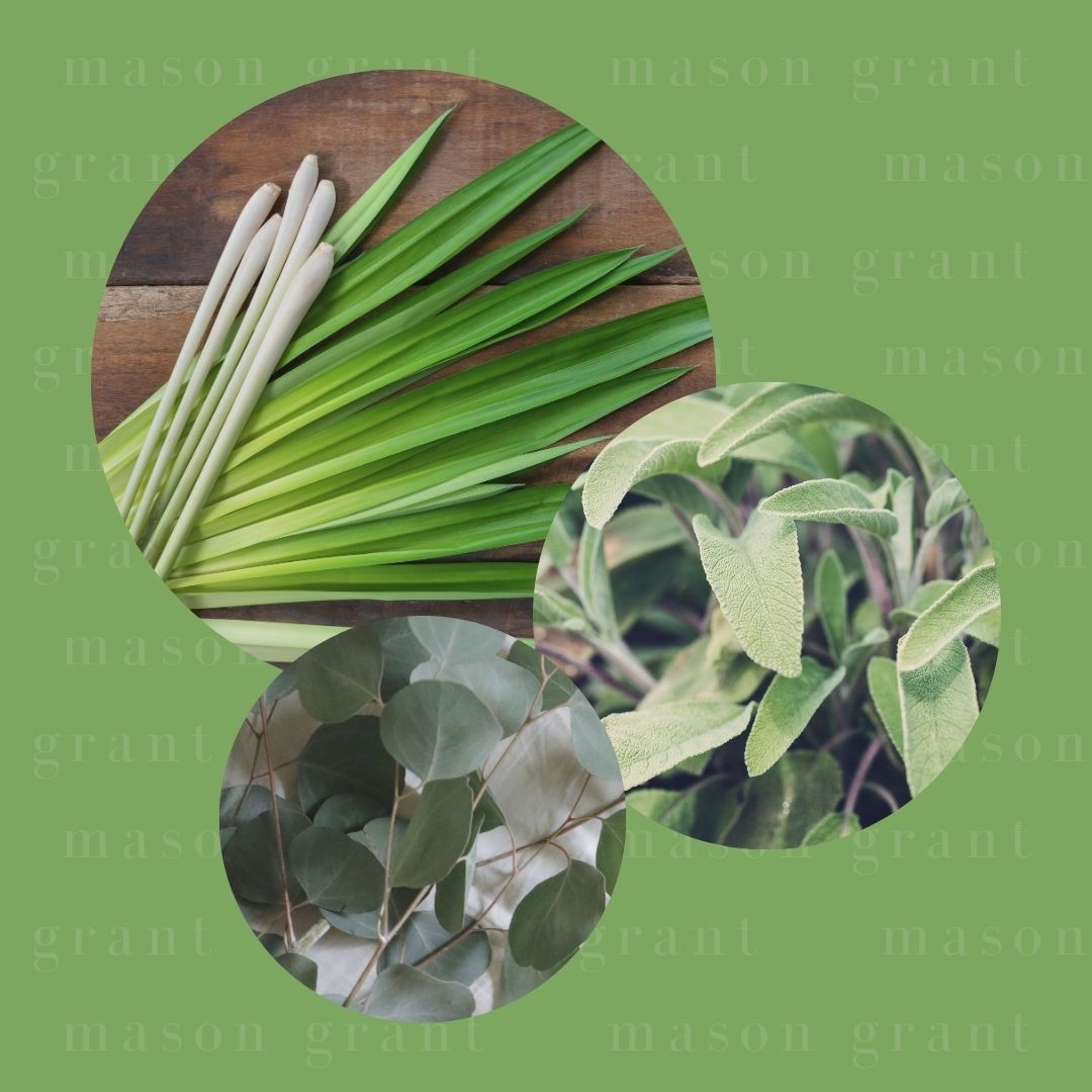 Three circular images of Lemongrass, Sage and Eucalyptus on a green background with ‘Mason Grant’ branding