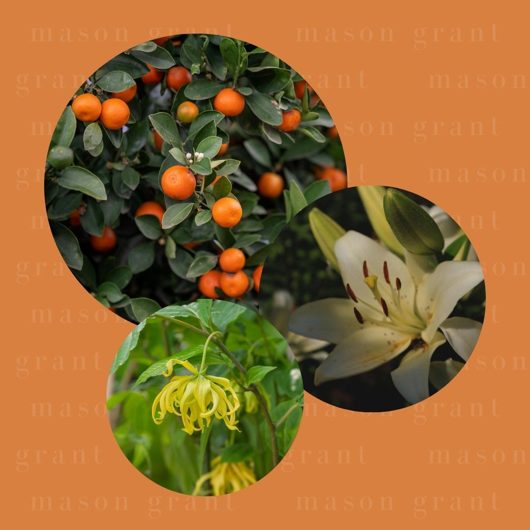 Three circular images of Mandarin, Lily and Ylang Ylang on a orange background with ‘Mason Grant’ branding