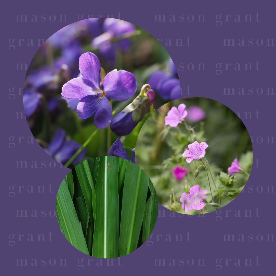 Three circular images of Violet, Geranium and Vetiver on a purple background with ‘Mason Grant’ branding