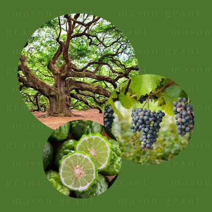 Three circular images of Oak, Grape and Bergamot on a green background with ‘Mason Grant’ branding