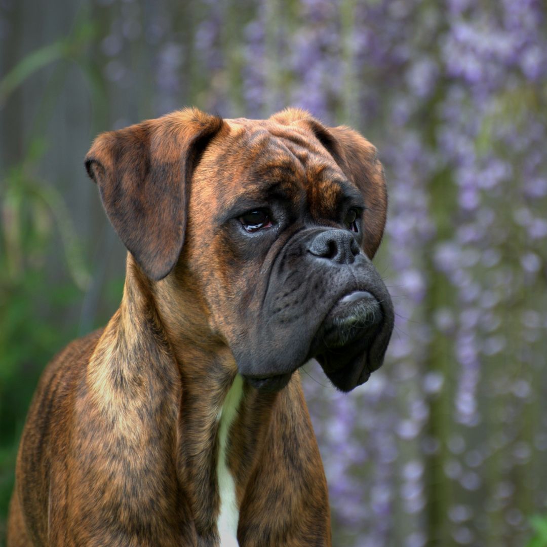 Oh Arthur the brindle boxer dog sitting outdoors with blurred purple flowers in the background