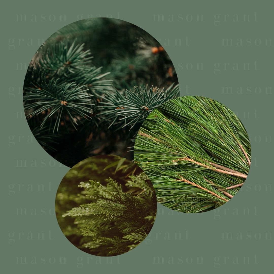 Three circular images of Pine, Fir and Cedarwood on a green background with ‘Mason Grant’ branding